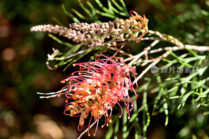 Grevillea Banksii /红色丝滑橡木花